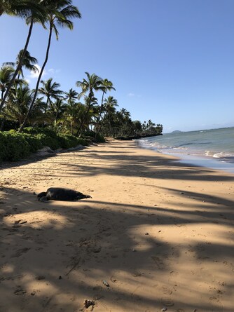 Kapulanikai Vacation Suites